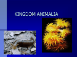 Animalia