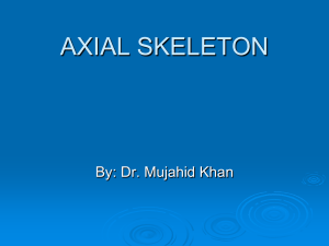 13.Axial Skeleton