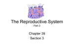 The Reproductive System Part 2
