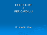 11-Heart_Tube_&_Peri..