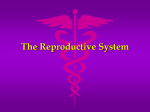 The Reproductive System