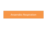 Anaerobic Respiration