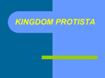 KINGDOMS PROTISTA and FUNGI