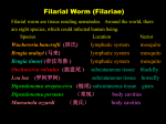 4、丝虫 - 人体寄生虫学