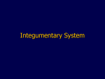 integumentary ppt