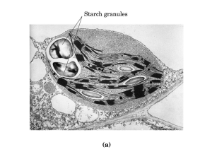 Carbohydrates – Complex (Polysaccharides)