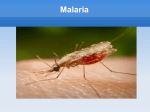 Malaria Symptoms - Our bilingual project