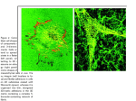 The abrogation of beta1 integrin function can generate single