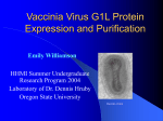 Vaccinia Virus G1L Protein Expression and Purification