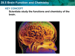 29.5 Brain Function and Chemistry