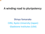 A winding road to pluripotency Shinya Yamanaka CiRA, Kyoto University (Japan)