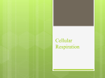 Cellular Respiration