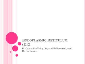 Endoplasmic Reticulum (ER)