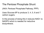 Pentose Phosphate Shunt