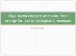 Calvin Cycle