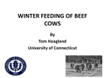 Hoagland-WinterFeedingofBeefCows-March2013