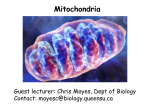 Mitochondria