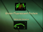 Green Fluorescent Protein