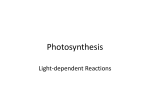 Photosynthesis part I PPT