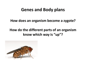 Homeobox genes