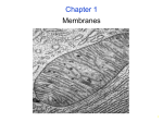 Phospholipid bilayer