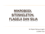 Mikrobodi, Sitoskeleton, flagela dan Cilia