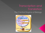 Transcription and Translation