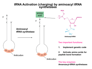 Nucleoside Phosphoramidate Monoesters: Potential