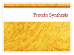 Protein Synthesis - Norman Public Schools