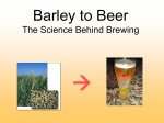 Barley to Beer The Science Behind Brewing