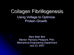 Collagen Self-Assembly Mechanisms