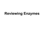 Reviewing Enzymes