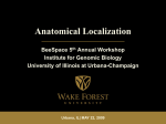 Anatomical Localization - : :: BeeSpace :: : The BeeSpace