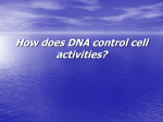 How does DNA control cell activities?