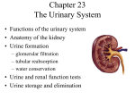 Chapter 23: Urinary System - Universal College of Learning