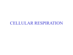 CELLULAR RESPIRATION