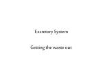 Excretory System