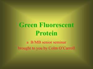 Green Fluorescent Protein