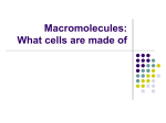 Macromolecules: Fundamental Components of Life