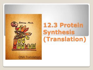 Protein Synthesis (Translation)