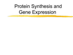 RNA and Protein Synthesis