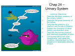 Chap 24 – Urinary System