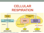 Cellular Respiration