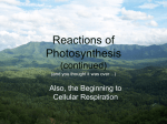 Reactions of Photosynthesis (continued)
