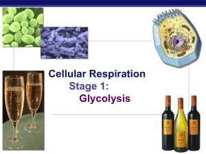 Chapter 9. Cellular Respiration STAGE 1: Glycolysis