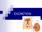 EXCRETION - St. Dominic High School