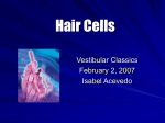 Hair Cells - Radboud Universiteit