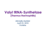 Valyl tRNA-Synthestase - Illinois State University