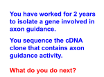 You have worked for 2 years to isolate a gene involved in axon