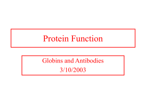 Hemoglobin and Myoglobin